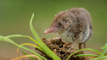 09:53: Little Giants (S1 E16) (S1) | Animal Planet | 4/5 2026