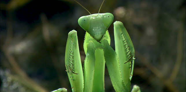 17:20: Das Alien-Insekt - Die Gottesanbeterin | 3SAT | 12/12 2025