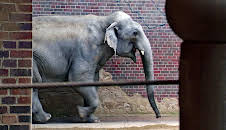 Elefant, Tiger & Co. (249)