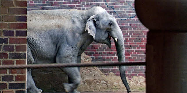 14:25: Elefant, Tiger & Co. (242) | MDR Fernsehen | 1/30 2026