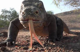 72 animales peligrosos: Asia: Episode 7