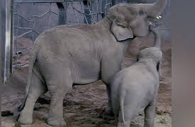 The Secret Life Of The Zoo Season 1: New Arrival