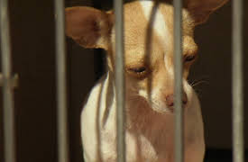 Animal Cops Season 20: Run Rabbit Run