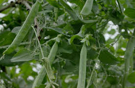 Grow, Cook, Eat: Peas