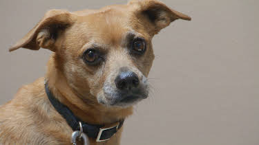 07:30: Dyrlegen i Rocky Mountain (S1 E8) (S1) | Animal Planet | 4/2 2026