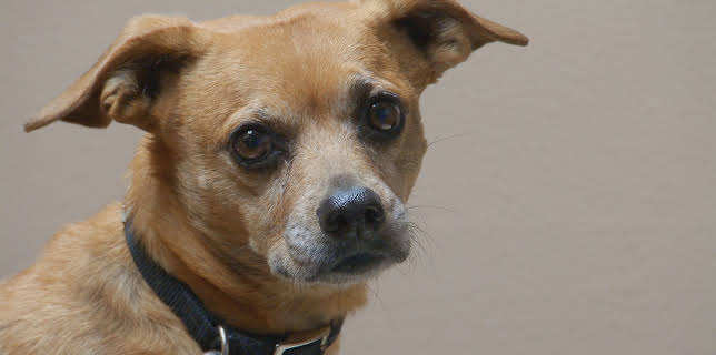 18:00: Dyrlegen i Rocky Mountain (S1 E8) (S1) | Animal Planet | 12/10 2025