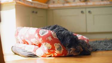 7:00 PM: The Supervet: Noel Fitzpatrick (S7 E10) (S7) | W | 12/27 2025