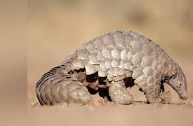The Great Tours: African Safari: Africa's Small Mammals