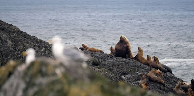 11:20: Kanadas Nationalparks (1/5) | Arte | 2/7 2026