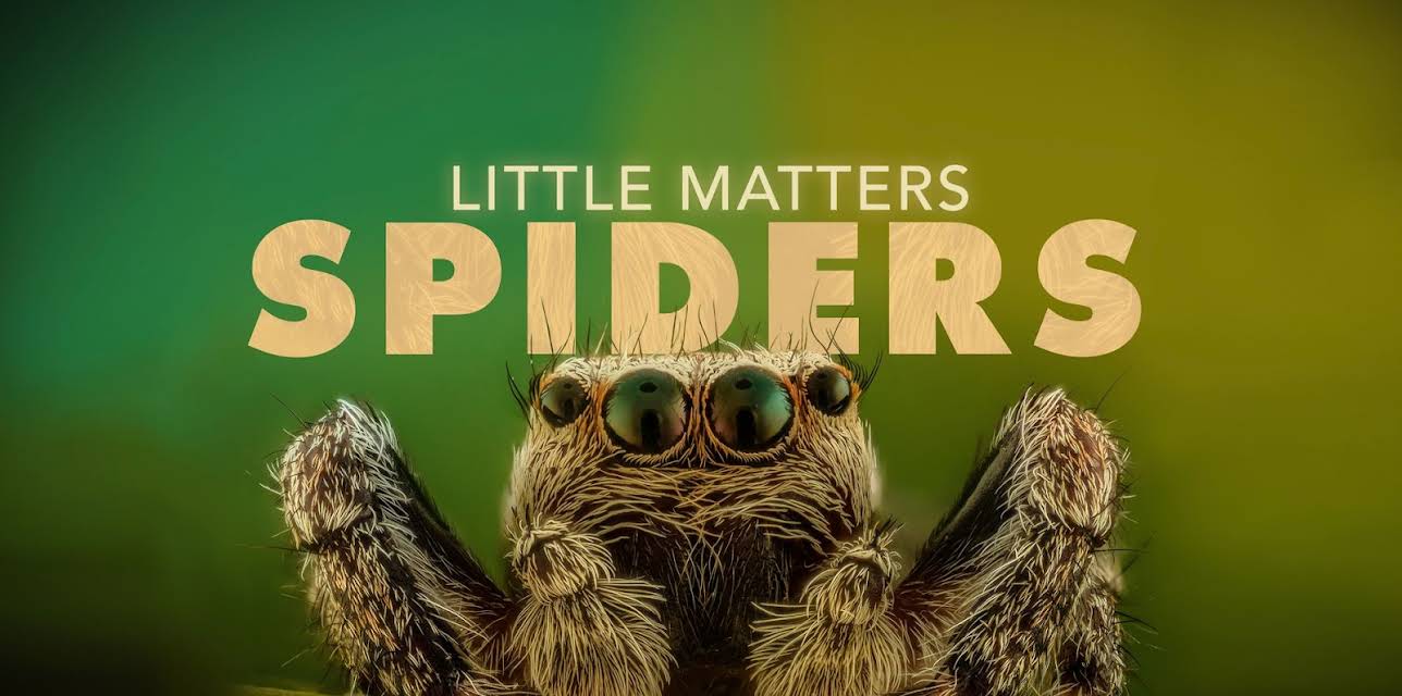 Little Matters Spiders (2014)