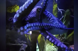 Nature's Strangest Mysteries: Solved Season 1: Octopus Houdini
