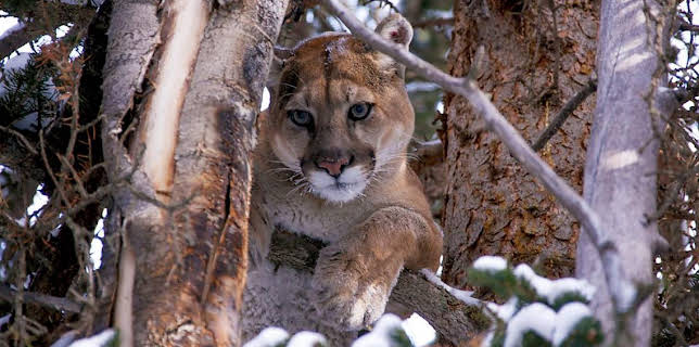 6:00 PM: Natural World | BBC Two | 3/7 2026