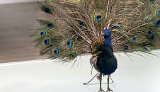 Geschichte schreiben