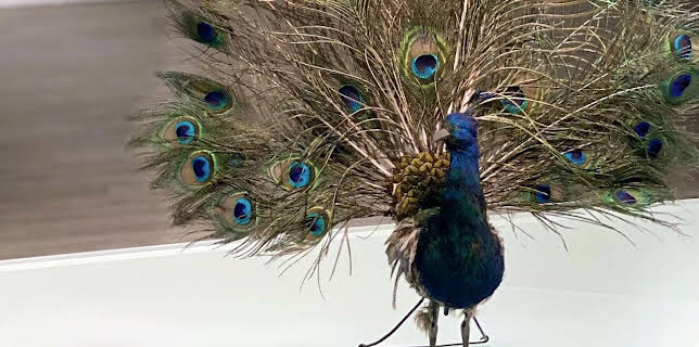 05:15: Geschichte schreiben | Arte | 2/22 2026