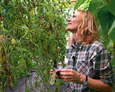 Draumen om eit småbruk: Sjukdom i drivhuset