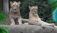 Elefant, Tiger & Co.