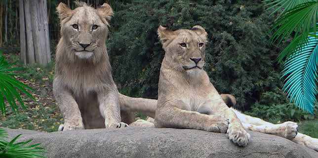 12:00: Elefant, Tiger & Co. | Radio Bremen | 3/3 2026