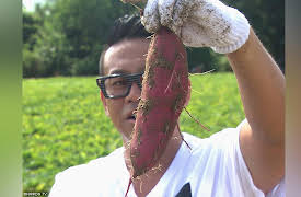 Dining Al Fresco: Sweet Potato