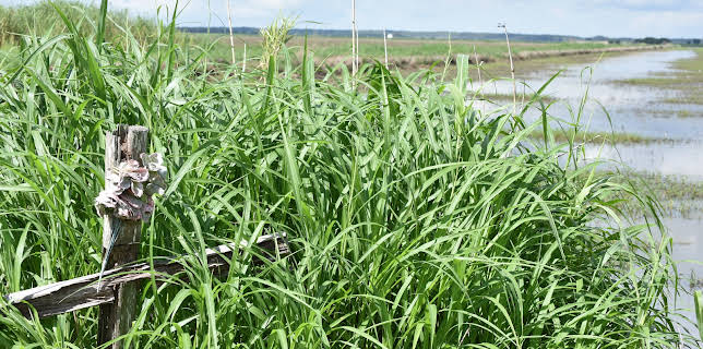 12:00: Death In The Bayou: The Jennings 8 (S1 E2) (S1) | Investigation Discovery | 3/19 2026