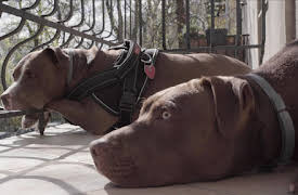 W Domu (At Home Poland): Masks and Men