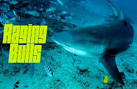 Raging Bulls: Raging Bulls