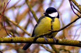 EcoEye with Duncan Stuart: Canary In the Coal Mine