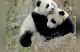 Pandamonium: Tale Ends