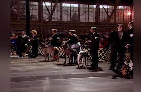 Going to the Dogs: The Grand Finale