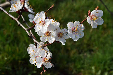 12:45: Der Duft der Marille - Die sonnige Frucht der Wachau | 3SAT | 4/28 2026