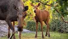 Elgorado: En lys framtid?