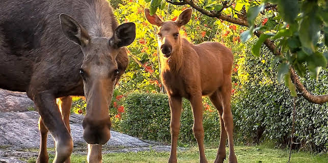 14:50: Elgorado: En lys framtid? | NRK 2 | 10/30 2025