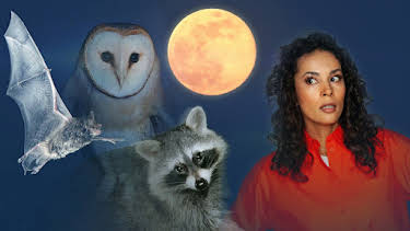 16:30: Quarks: Tiere der Nacht - Das verborgene Leben vor unserer Haustür | Radio Bremen | 5/2 2026