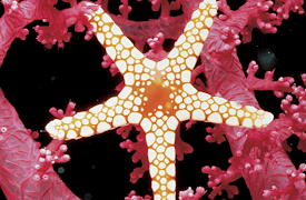 Life on Earth: First Invasion of Land