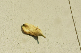 Brew Masters: Punkin & Portamarillo