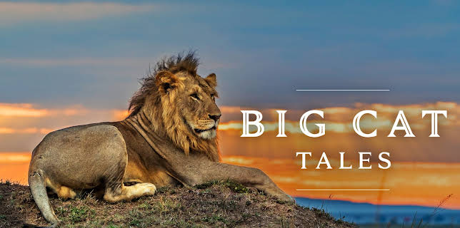 Big Cat Tales Season 2