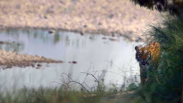 18:35: Freie Bahn für Wildtiere | Arte | 4/30 2026
