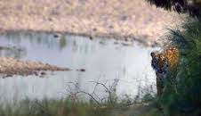 Freie Bahn für Wildtiere