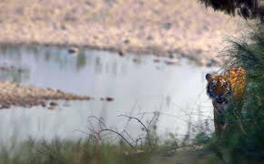 Freie Bahn für Wildtiere