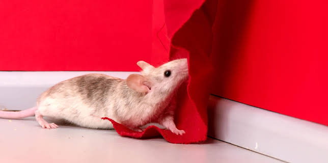 17:20: Rosin og Bolle: Blunken fikser barnehagen | NRK Super | 1/5 2026