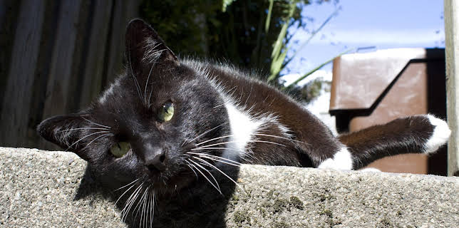 23:00: Cats of Claw Hill (S1 E3) (S1) | Animal Planet | 12/15 2025