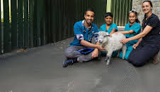 Animal Care Club (S2 E11)