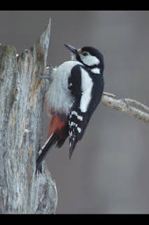 07:15: Las maravillas ocultas del invierno: La frontera helada de América | Nat Geo Wild | 4/3 2026