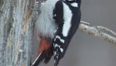 Las maravillas ocultas del invierno: La frontera helada de América