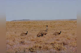 Journey with Dylan Dreyer S1: Wild Australia