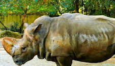 Verborgen im Dschungel - Geheimnisse aus der Vergangenheit