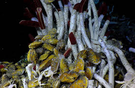 Changing Seas: Alvin Pioneer of the Deep