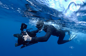 North Atlantic: The Dark Ocean: Searching for Monsters