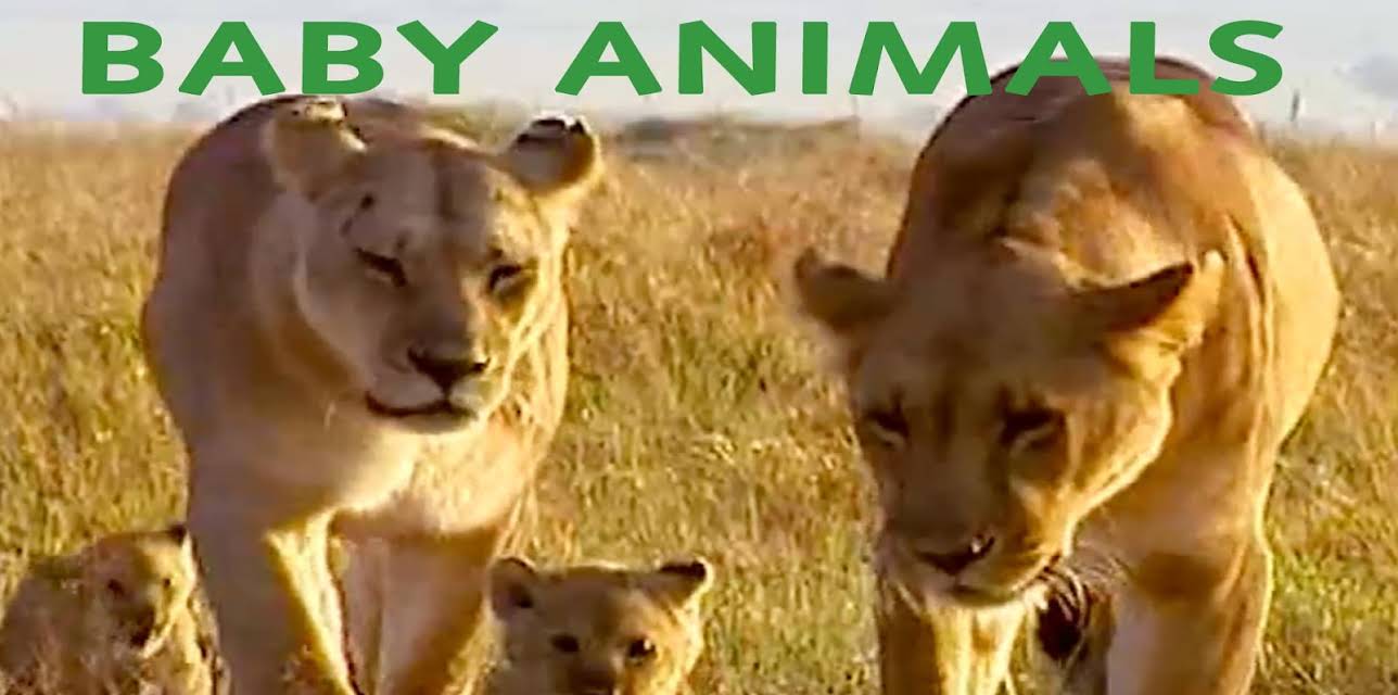 Baby Animals: Volume 2 (2011)