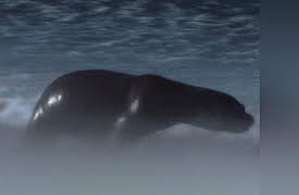 Frozen Planet Season 1: To The Ends of the Earth, Part 2