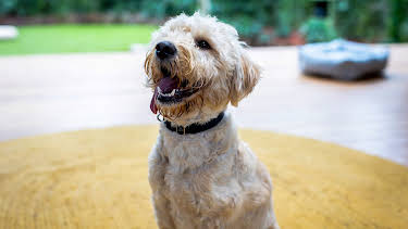 6:50 PM: The Dog House Australia | More 4 | 10/27 2026
